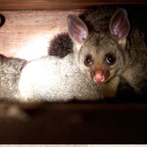 Possum Removal Sydney