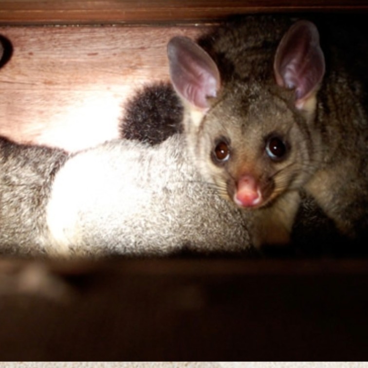 Possum Removal