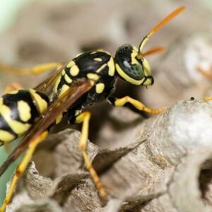 wasp nest removal services